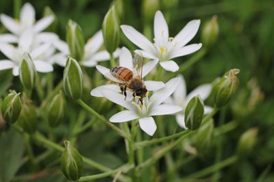 Ornithogalum candica